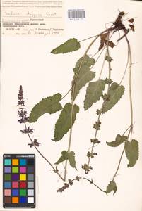 MHA 0 156 374, Salvia dumetorum Andrz. ex Besser, Eastern Europe, Lower Volga region (E9) (Russia)