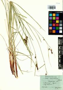 Carex hancockiana Maxim., Siberia, Baikal & Transbaikal region (S4) (Russia)