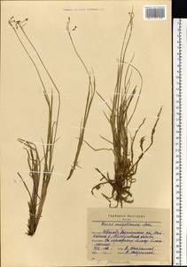 Carex magellanica subsp. irrigua (Wahlenb.) Hiitonen, Eastern Europe, Central forest region (E5) (Russia)