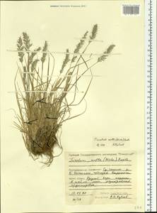 Koeleria spicata subsp. spicata, Siberia, Central Siberia (S3) (Russia)