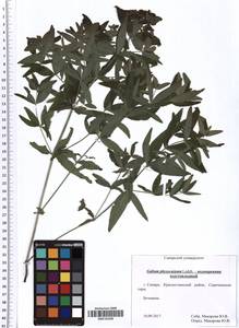 Galium rubioides L., Eastern Europe, Middle Volga region (E8) (Russia)