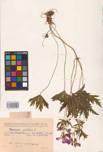 Geranium pratense L., Eastern Europe, North-Western region (E2) (Russia)