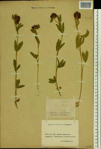 Trifolium alpestre L., Eastern Europe, Rostov Oblast (E12a) (Russia)