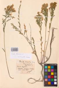 Genista tinctoria L., Eastern Europe, Lower Volga region (E9) (Russia)