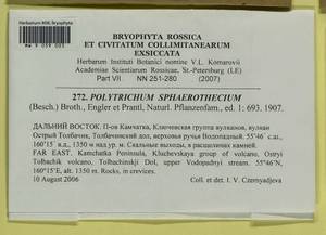Polytrichastrum sphaerothecium (Besch.) J.-P. Frahm, Bryophytes, Bryophytes - Chukotka & Kamchatka (B21) (Russia)