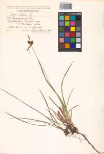 Carex flava L., Eastern Europe, West Ukrainian region (E13) (Ukraine)