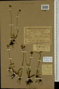 Pilosella floribunda (Wimm. & Grab.) Fr., Eastern Europe, Central forest-and-steppe region (E6) (Russia)
