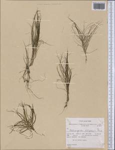 Stuckenia filiformis (Pers.) Börner, America (AMER) (United States)