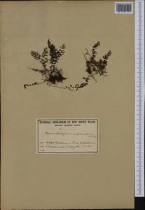 Hymenophyllum cupressiforme Labill., Australia & Oceania (AUSTR) (Australia)