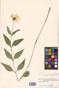 Helianthus strumosus L., Eastern Europe, Moscow region (E4a) (Russia)