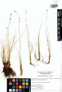 Carex macroprophylla (Y.C.Yang) S.R.Zhang, Siberia, Baikal & Transbaikal region (S4) (Russia)