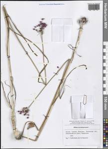 Allium scorodoprasum L., Eastern Europe, Middle Volga region (E8) (Russia)