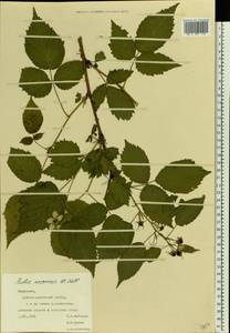 Rubus nessensis Hall, Eastern Europe, Middle Volga region (E8) (Russia)