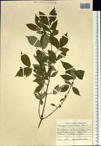 Euonymus verrucosus Scop., Siberia, Russian Far East (S6) (Russia)