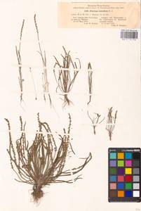 Plantago tenuiflora Waldst. & Kit., Eastern Europe, Lower Volga region (E9) (Russia)