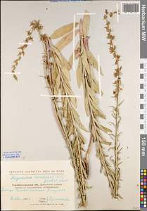 Asyneuma canescens (Waldst. & Kit.) Griseb. & Schenk, Eastern Europe, North Ukrainian region (E11) (Ukraine)
