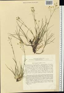 Eremogone saxatilis (L.) lkonn., Eastern Europe, Northern region (E1) (Russia)