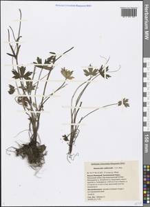 Ranunculus propinquus subsp. subborealis (Tzvelev) Kuvaev, Siberia, Western Siberia (S1) (Russia)