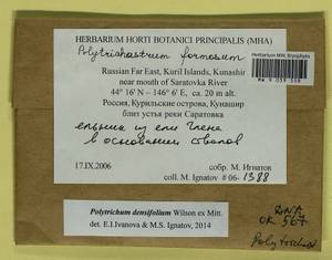 Polytrichum densifolium Wilson ex Mitt., Bryophytes, Bryophytes - Russian Far East (excl. Chukotka & Kamchatka) (B20) (Russia)