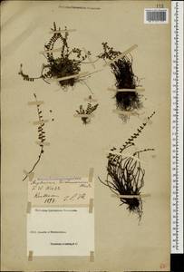 Asplenium trichomanes L., Caucasus, Georgia (K4) (Georgia)