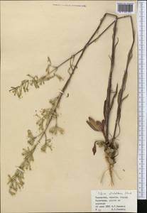 Silene dichotoma Ehrh., Middle Asia, Muyunkumy, Balkhash & Betpak-Dala (M9) (Kazakhstan)