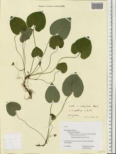 Viola ×interjecta Borbás, Eastern Europe, Central region (E4) (Russia)