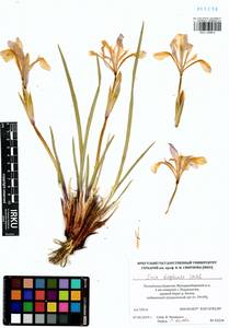 Iris lactea f. biglumis (Vahl) Kitag., Siberia, Baikal & Transbaikal region (S4) (Russia)