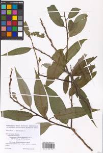 Salix alba × fragilis, Eastern Europe, Central forest-and-steppe region (E6) (Russia)