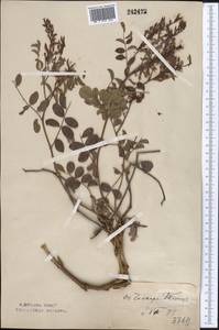 Glycyrrhiza aspera Pall., Middle Asia, Caspian Ustyurt & Northern Aralia (M8) (Kazakhstan)