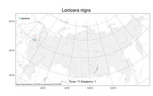 Lonicera nigra L., Atlas of the Russian Flora (FLORUS) (Russia)