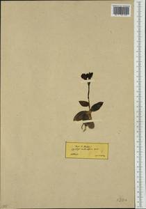 Ophrys bombyliflora Link, Western Europe (EUR) (Greece)