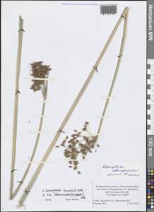 Schoenoplectus tabernaemontani (C.C.Gmel.) Palla, Eastern Europe, Lower Volga region (E9) (Russia)