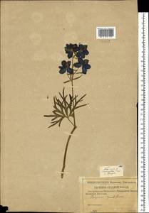 Delphinium grandiflorum L., Eastern Europe, Lower Volga region (E9) (Russia)