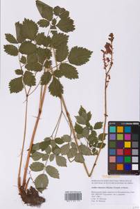 Astilbe rubra Hook.fil. & Thomson, Siberia, Russian Far East (S6) (Russia)