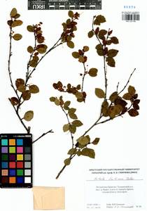 Betula fruticosa Pall., Siberia, Baikal & Transbaikal region (S4) (Russia)