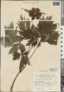 Paeonia lactiflora Pall., South Asia, South Asia (Asia outside ex-Soviet states and Mongolia) (ASIA) (China)