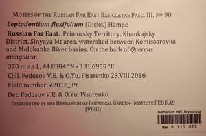 MW 9 111 072, Leptodontium flexifolium (Dicks.) Hampe ex Lindb., Bryophytes, Bryophytes - Russian Far East (excl. Chukotka & Kamchatka) (B20) (Russia)