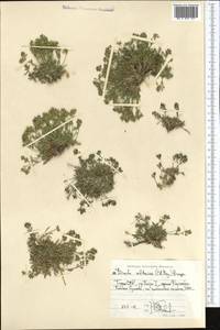 Draba altaica (C. A. Mey.) Bunge, Middle Asia, Pamir & Pamiro-Alai (M2) (Tajikistan)