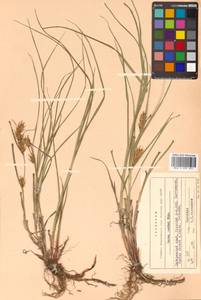 Carex raddei Kük., Siberia, Russian Far East (S6) (Russia)