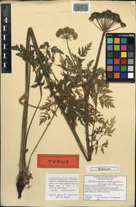 Selinum rhodopetalum (Pimenov & Kljuykov) Hand, Caucasus, Stavropol Krai, Karachay-Cherkessia & Kabardino-Balkaria (K1b) (Russia)
