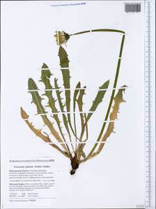 Taraxacum repletum (Dahlst.) Dahlst., Eastern Europe, Northern region (E1) (Russia)