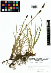 Carex curaica Kunth, Siberia, Baikal & Transbaikal region (S4) (Russia)