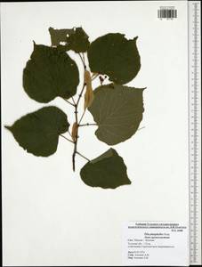 Tilia platyphyllos Scop., Eastern Europe, Central region (E4) (Russia)