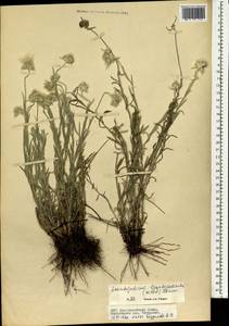 Leontopodium leontopodioides (Willd.) Beauverd, Mongolia (MONG) (Mongolia)