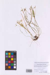 Gagea minima (L.) Ker Gawl., Eastern Europe, Moscow region (E4a) (Russia)
