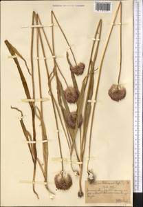 Allium fetisowii Regel, Middle Asia, Northern & Central Tian Shan (M4) (Kazakhstan)