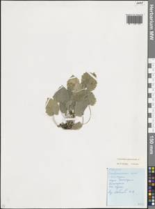 Campanula rapunculoides L., Caucasus, Stavropol Krai, Karachay-Cherkessia & Kabardino-Balkaria (K1b) (Russia)