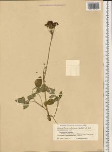 Laserpitium krapfii subsp. krapfii, Eastern Europe, West Ukrainian region (E13) (Ukraine)