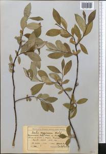 Salix argyracea E. L. Wolf, Middle Asia, Northern & Central Tian Shan (M4) (Kyrgyzstan)