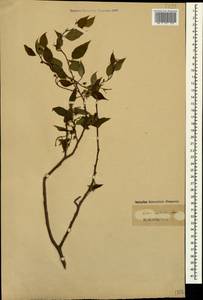 Celtis australis, Caucasus (no precise locality) (K0)